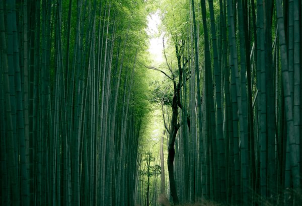 Quels sont les meilleurs itinéraires pour une randonnée à travers les forêts de bambou au Japon?